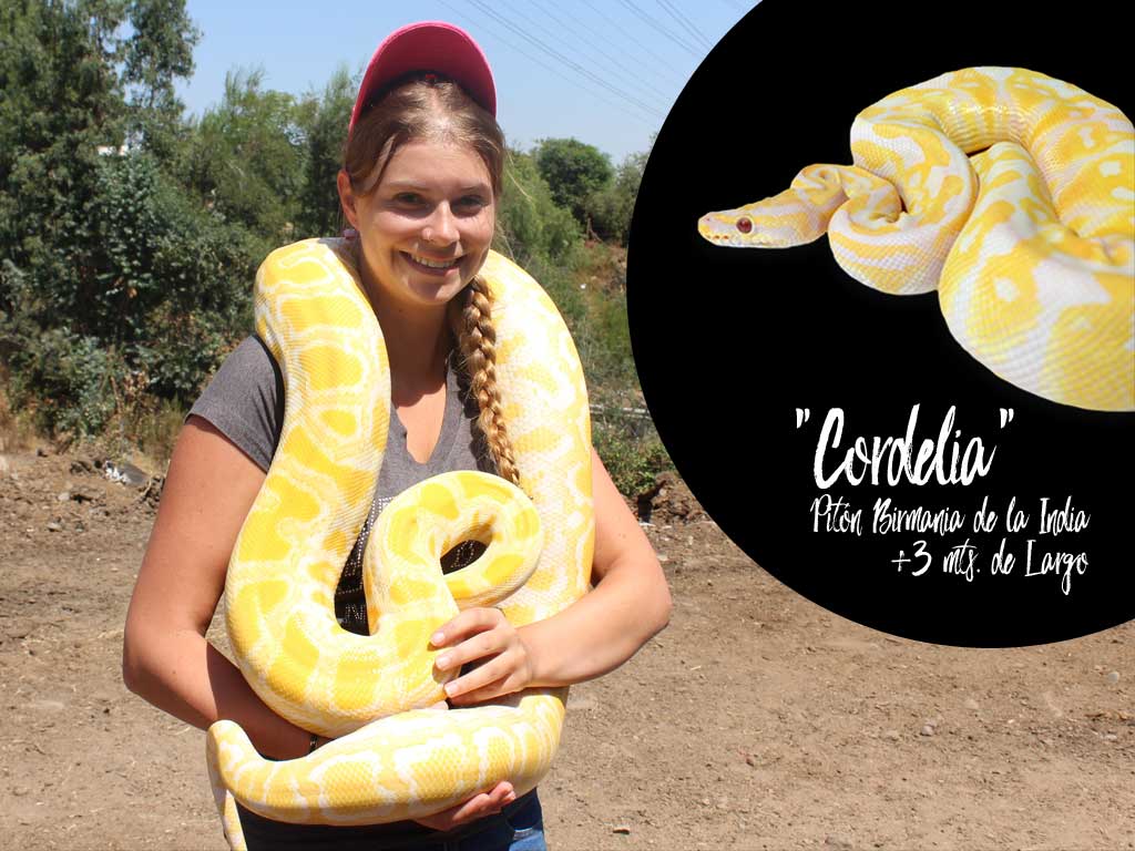Lee más sobre el artículo “cordelia” serpiente pitón como nuevo integrante para cumpleaños